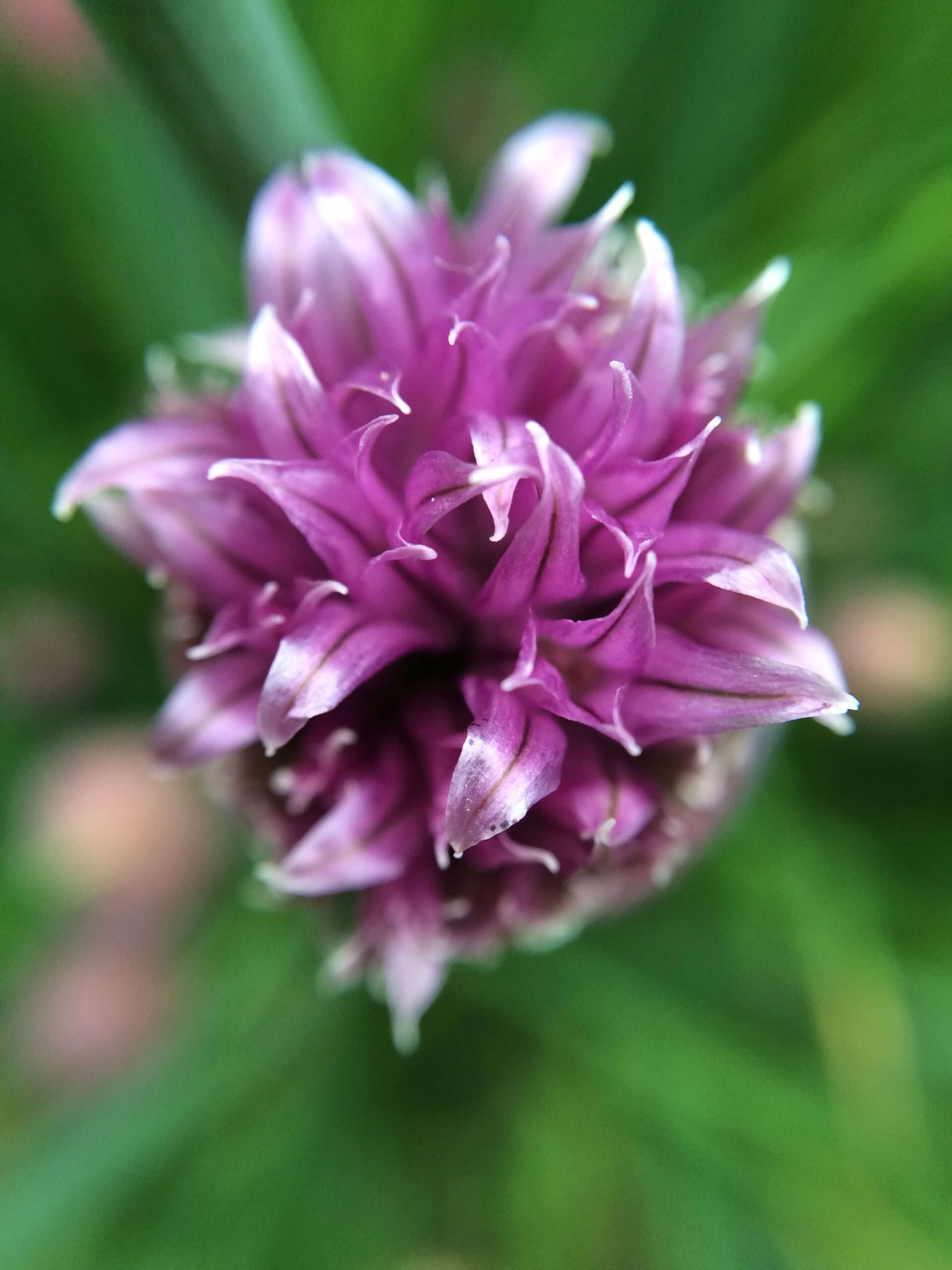 Chive flower in spring