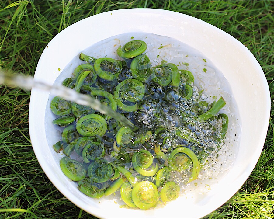 Washing fiddleheads in a bowl with running water pouring in from the top left side.