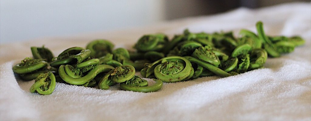 Westcoast Fiddleheads Blanched and Drying