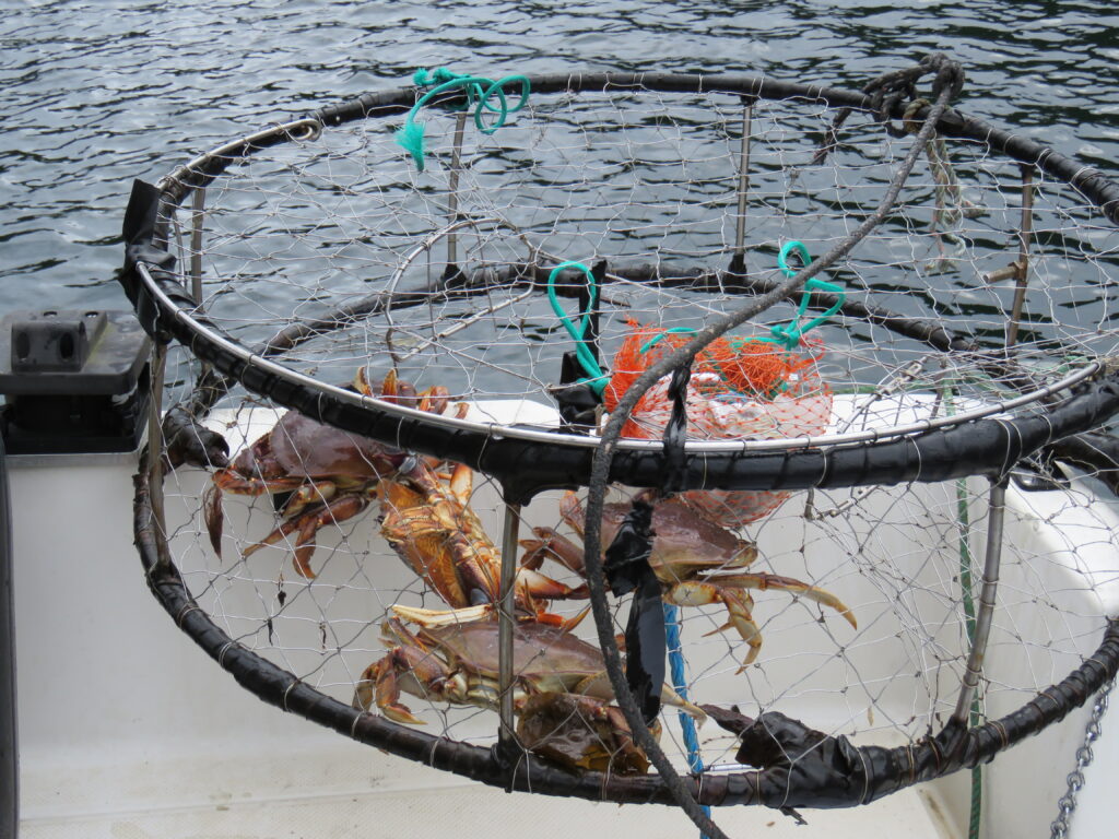 Dungeness Crabbing Off Vancouver Island
