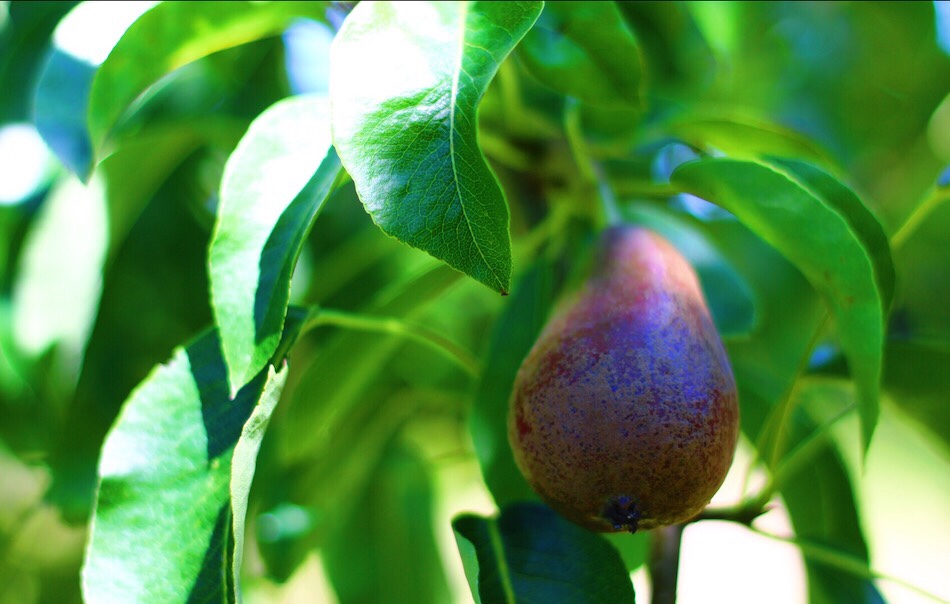 Purple Pears Growing