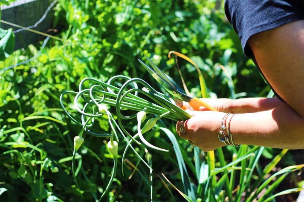 Katie of Creekside Produce picking Garlic Scapes