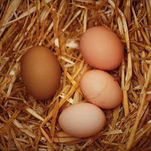 Farm Fresh Eggs From Heirloom Breed Chickens