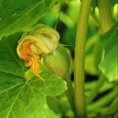 Squash and Blossoms