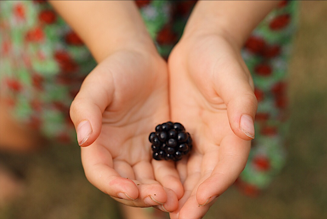 A child's cupped hands holding a single blackberry.