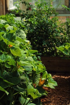 Lush Squash In The Greenhouse