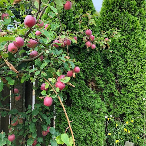 The Little But Mighty Apple Tree