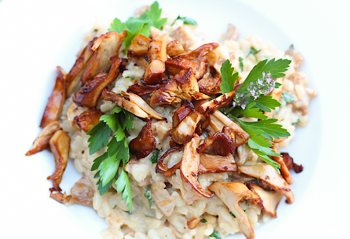 Delicious, golden brown sautéed chanterelle mushrooms on risotto garnished with green sprigs of Italian parsley.