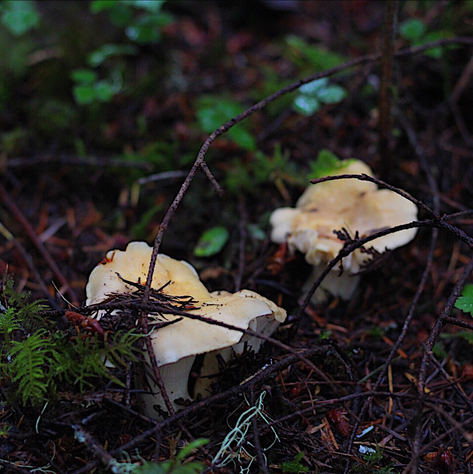 2 chanterelle mushrooms growing on the brown and mossy forest floor. The mushrooms are a cream color.