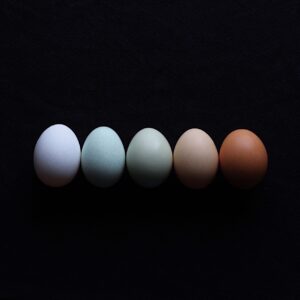 Colored Eggs From Different Breeds Of Chickens
