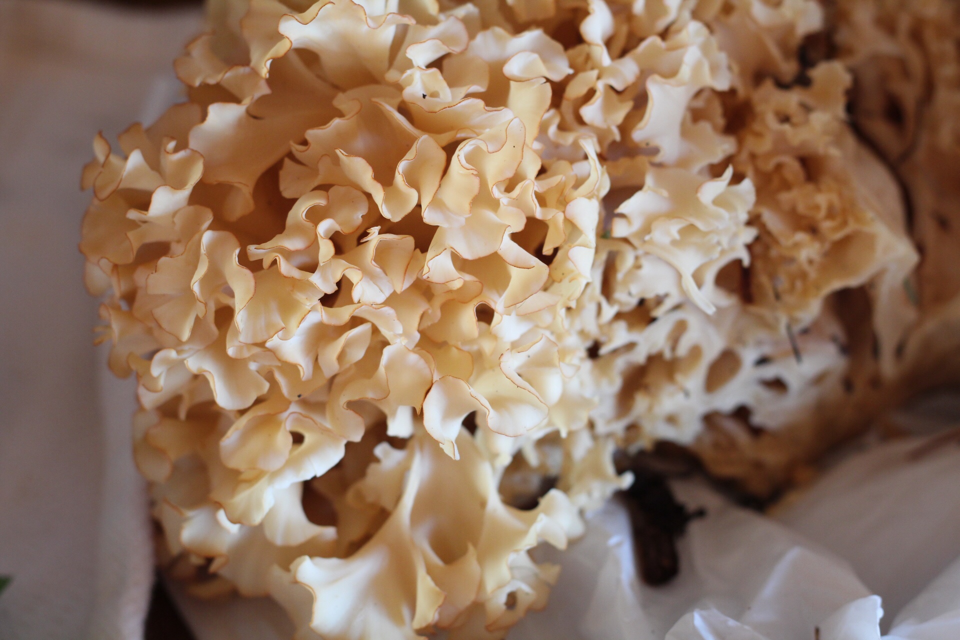 Closeup of wild cauliflower mushroom. It is creamy white in color with slightly darker frilly looking edges.