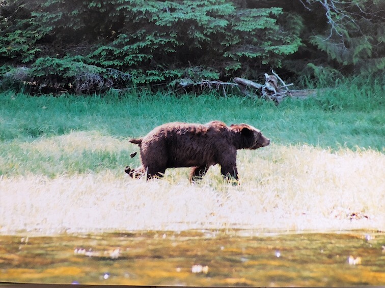 Grizzly Bear Up Knights Inlet Doing His business (Glendale)
