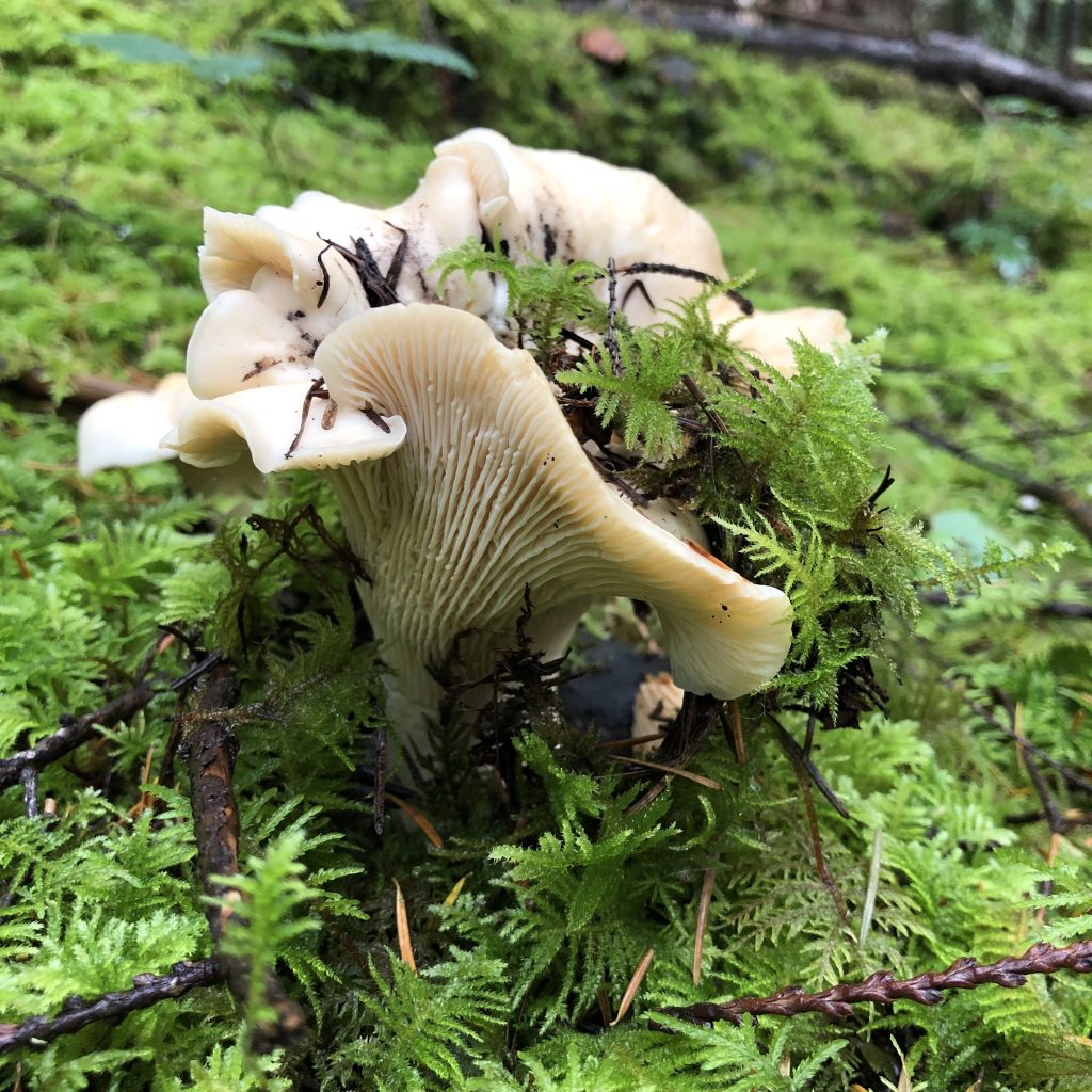Wild Chanterelle Mushrooms Growing In Mossy Forests