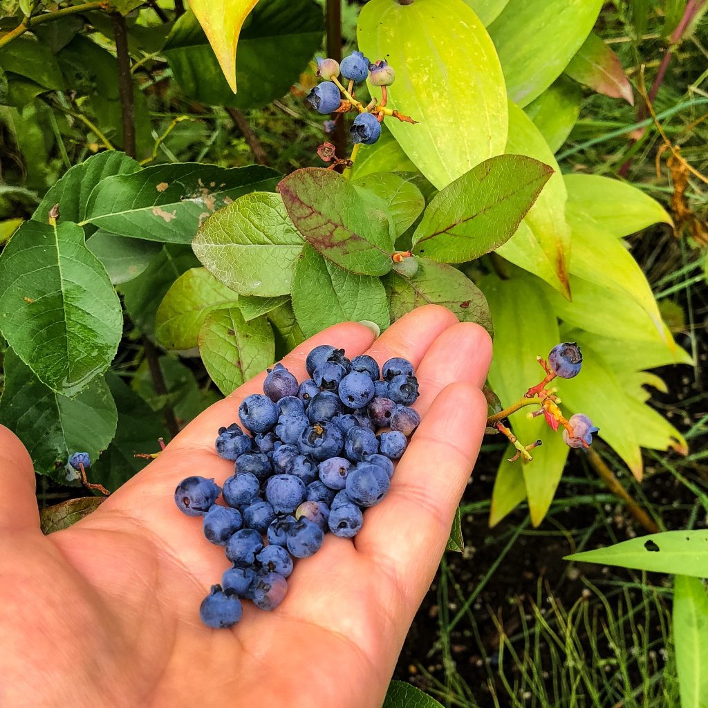 Picking Fresh Blueberries For Blueberry Oatmeal Muffins