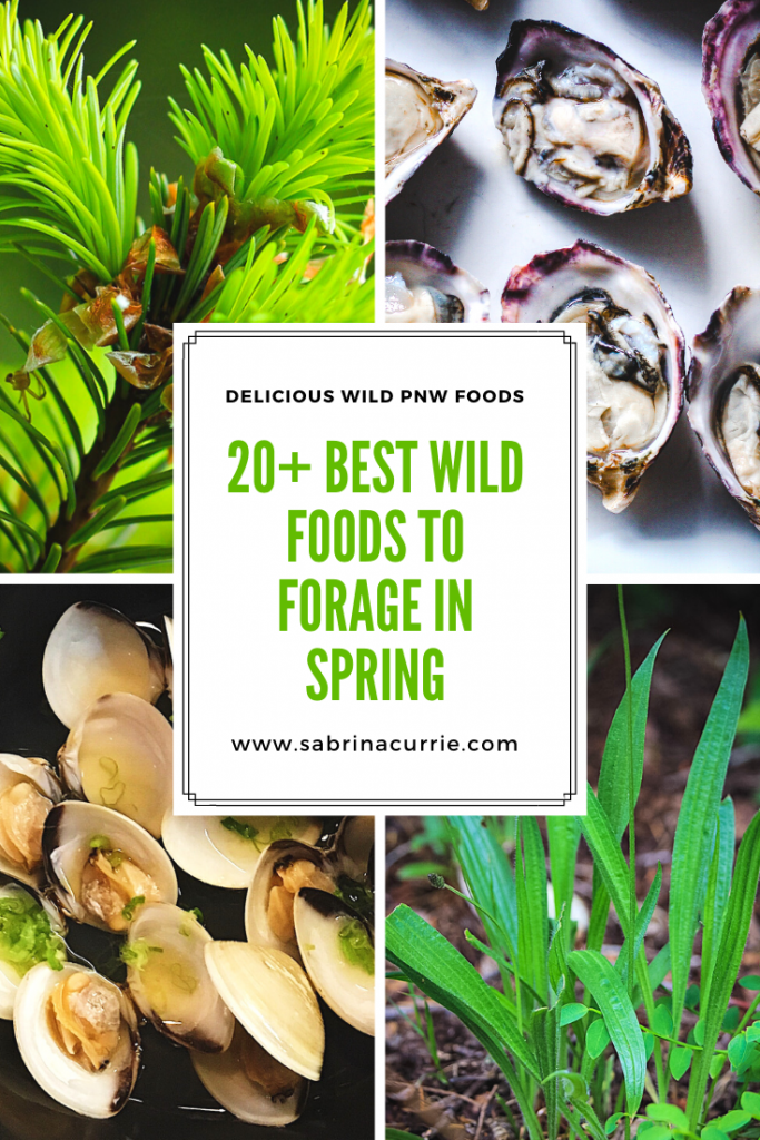 20+ Edible Wild Foods To Forage In Spring