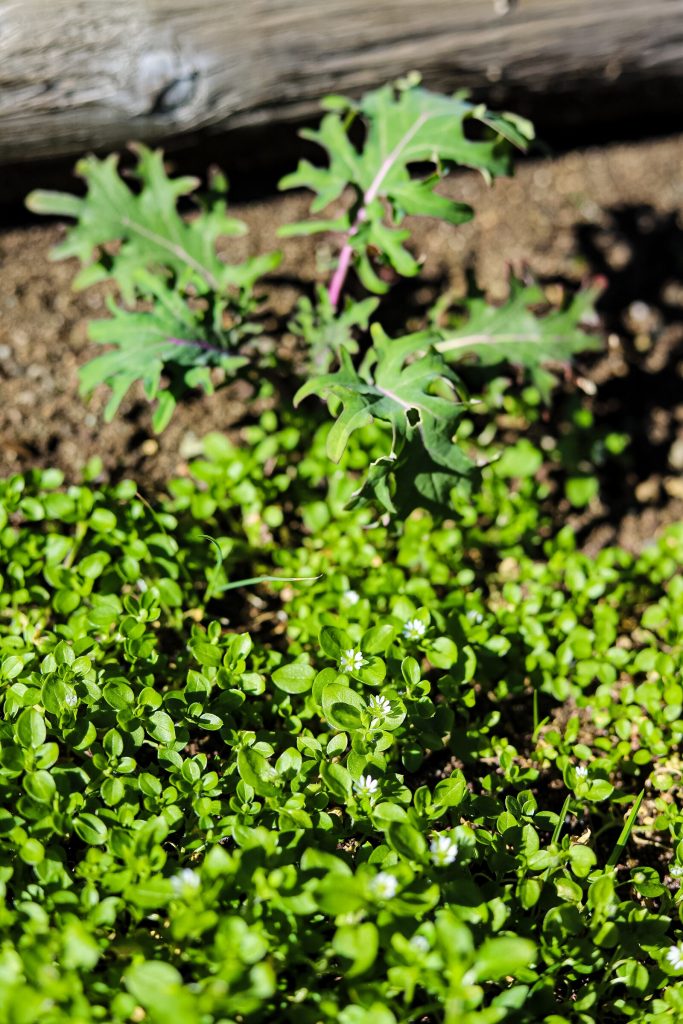 Chickweed Is A Great Salad Ingredient