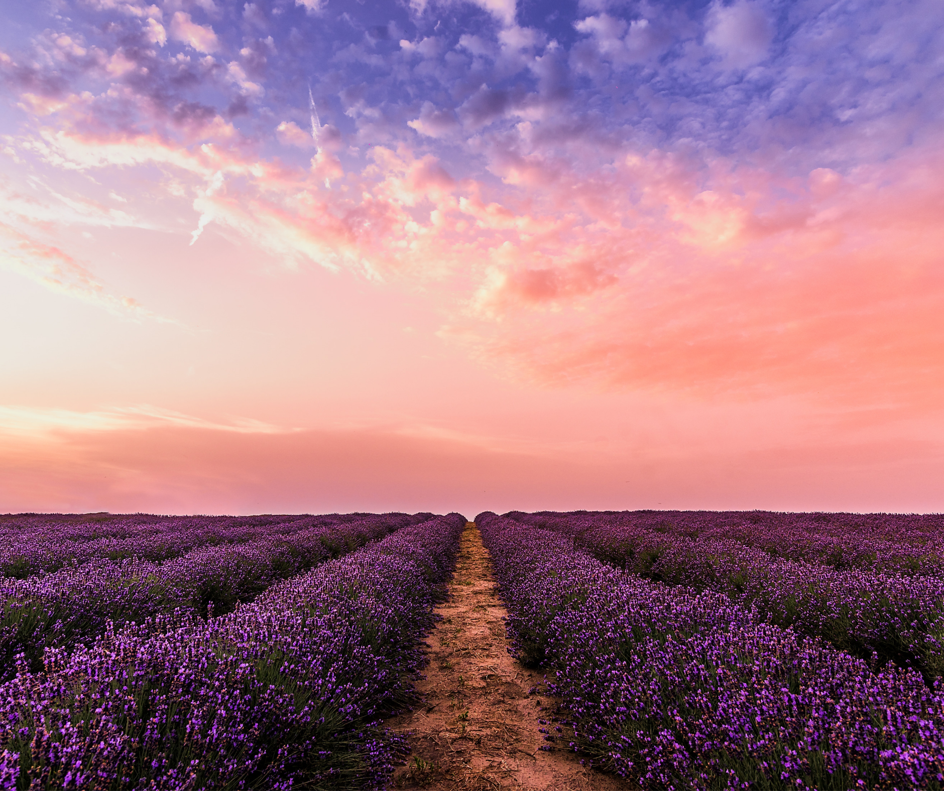 Lavender Fields at Sunset in Provence