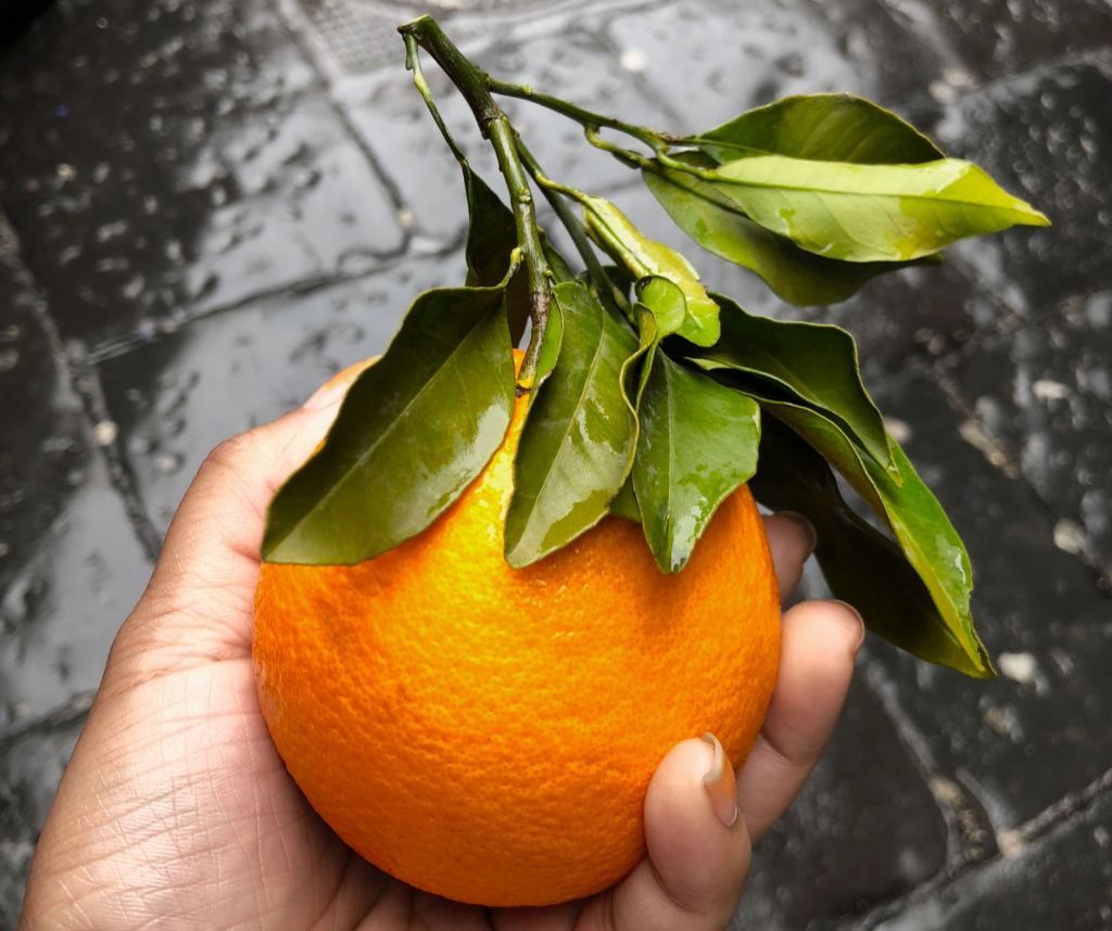 Fresh Citrus For Orange Salad Dressing