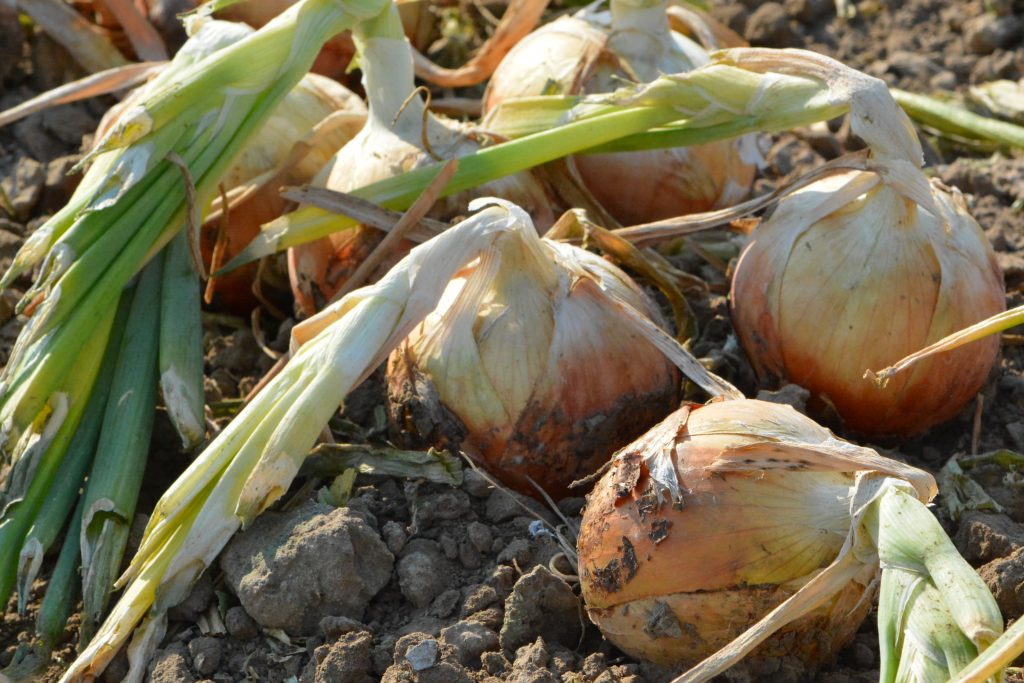 Sustainably grown Spanish Sweet Onions