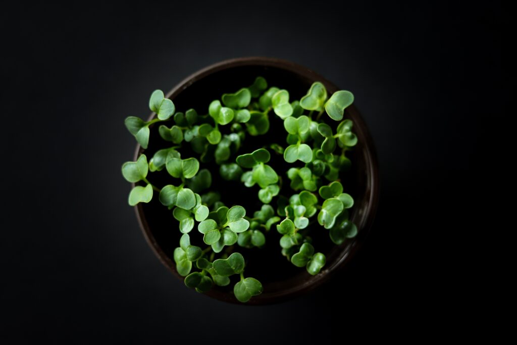 Growing microgreens at home is easy and economical