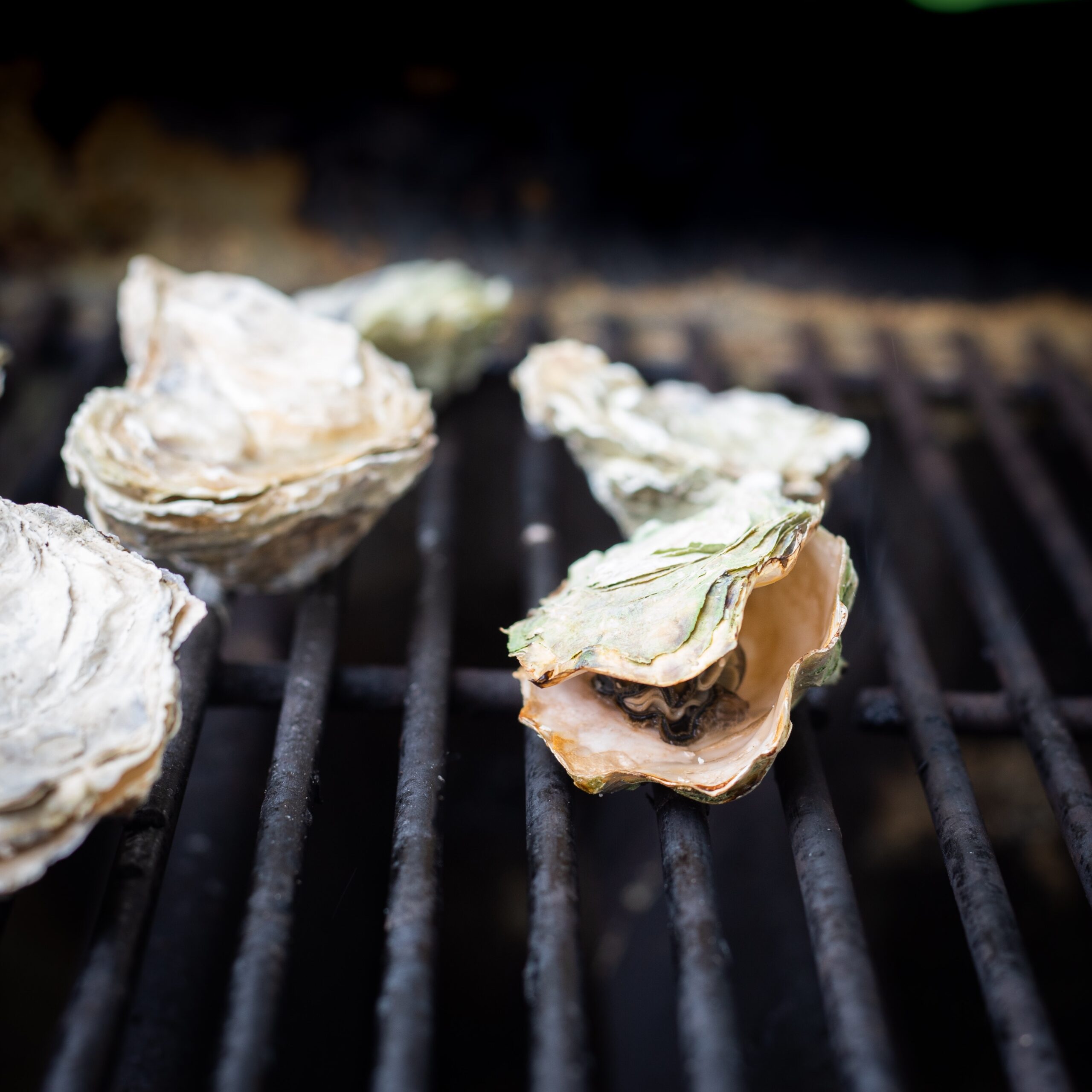 Oysters in the shell starting to open on a grill.