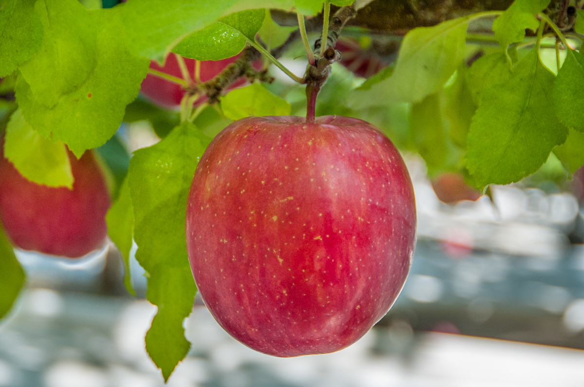 Washington Organic Apples