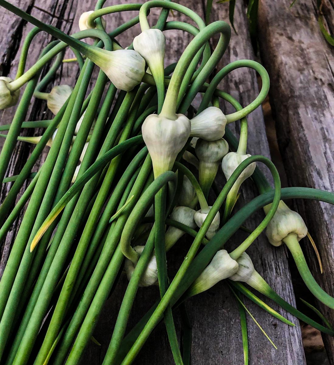Freshly harvested garlic scapes on wooden bench