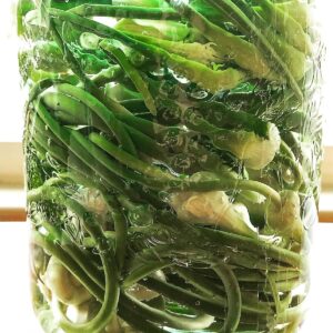 Fermented Garlic Scape Pickles in glass jar