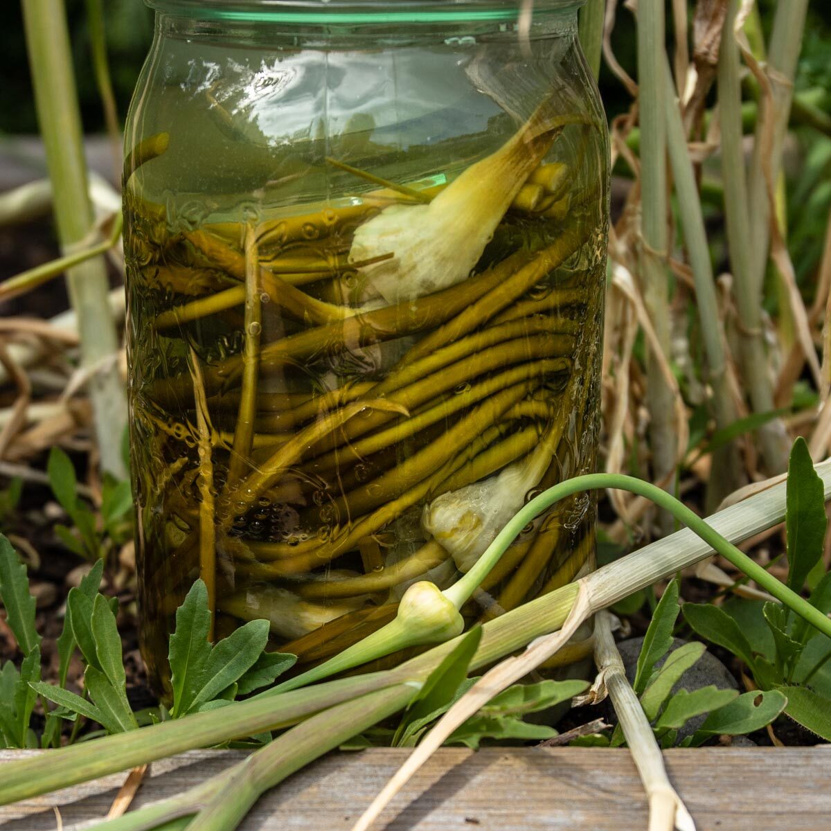 Salt water brine covering garlic scapes in a mason jar