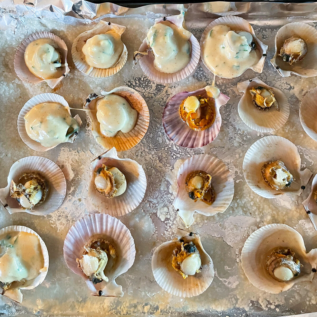 Scallops on baking sheet with top shell removed. Sauce has been added on top of half of them so far, before being broiled.