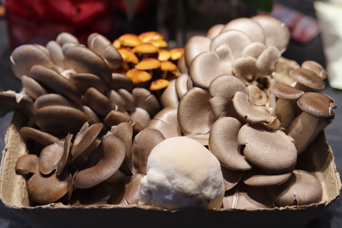 A few bunches of mushrooms together. There are blue and white oyster mushrooms, golden oyster mushrooms and lions mane mushroom.