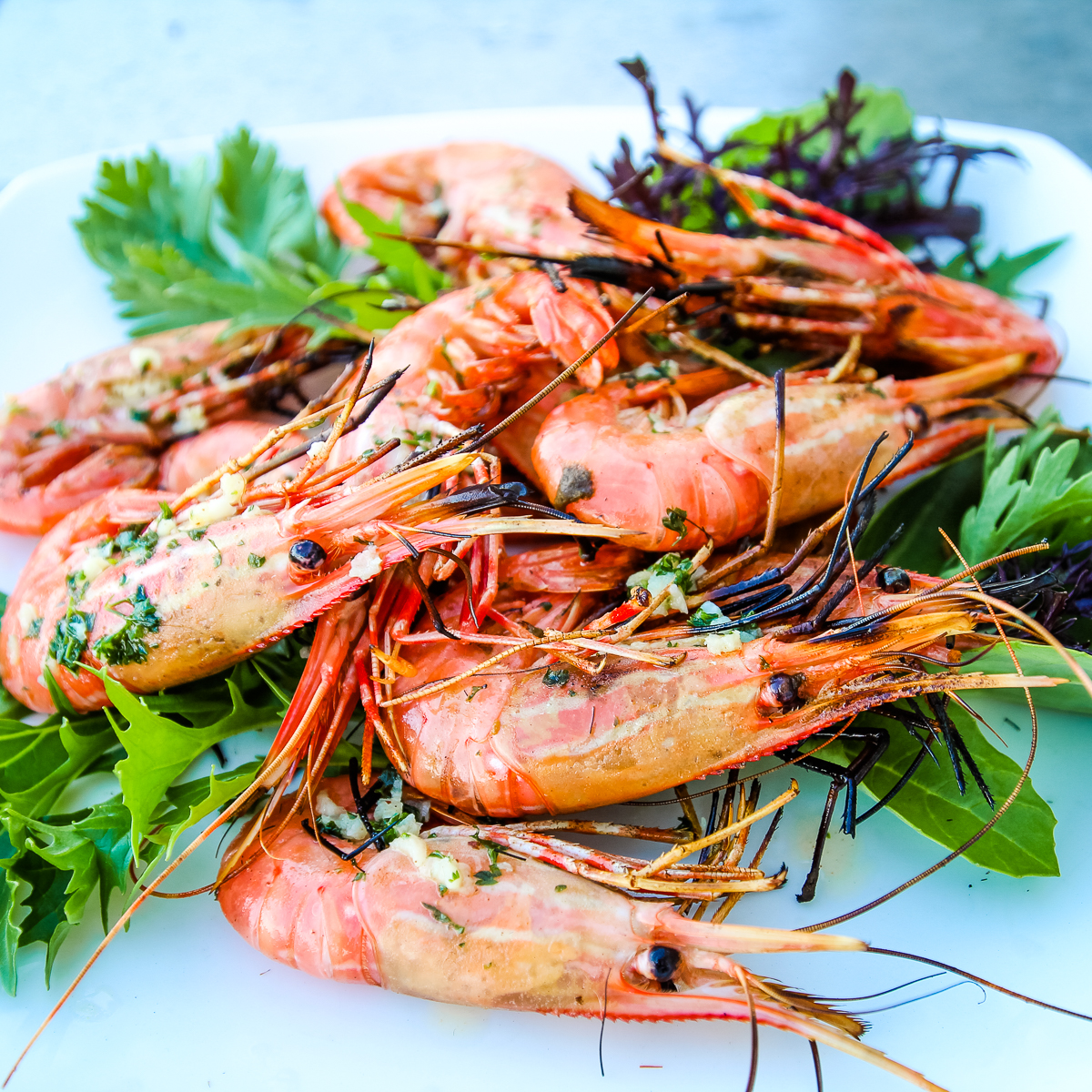 Bright orange grilled spot prawns on a bed of lettuce atop a white plate.