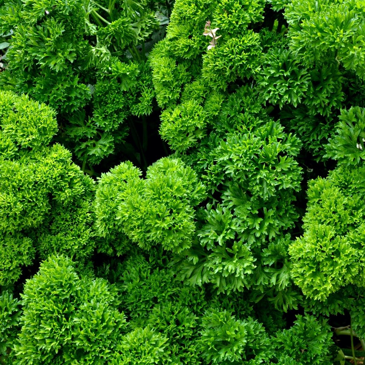 Looking down at bright curly parsley.