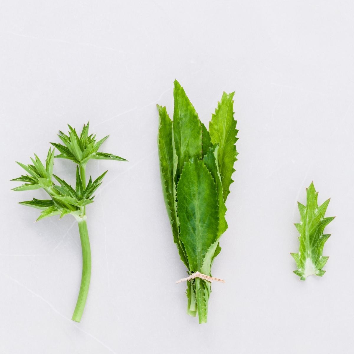 Long narrow serrated green leaves of culantro on a white background.