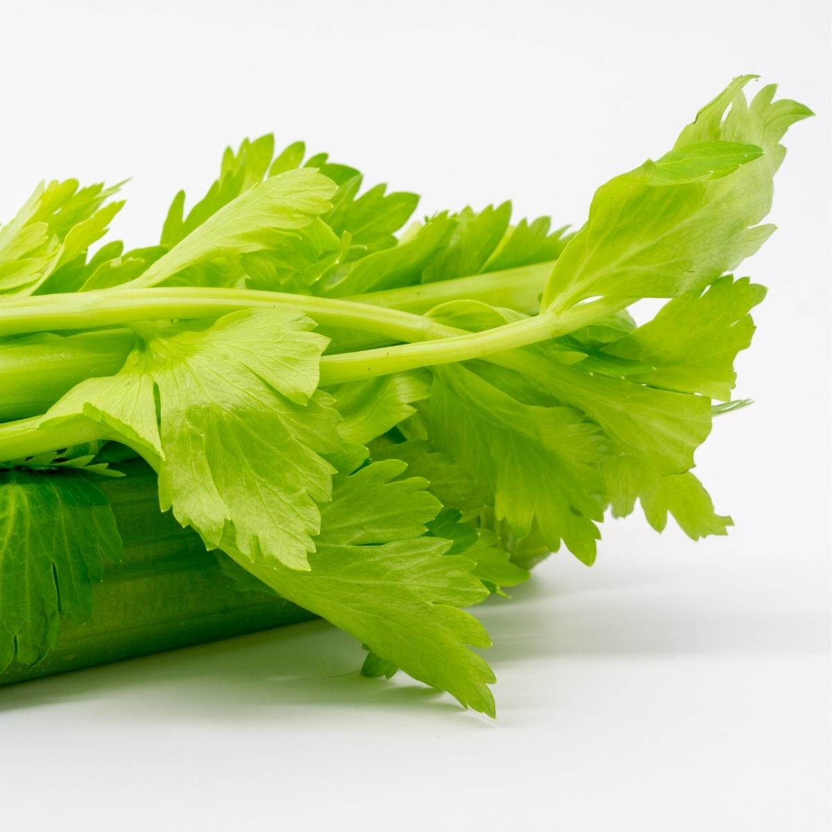 Bright, yellow-green celery leaves.