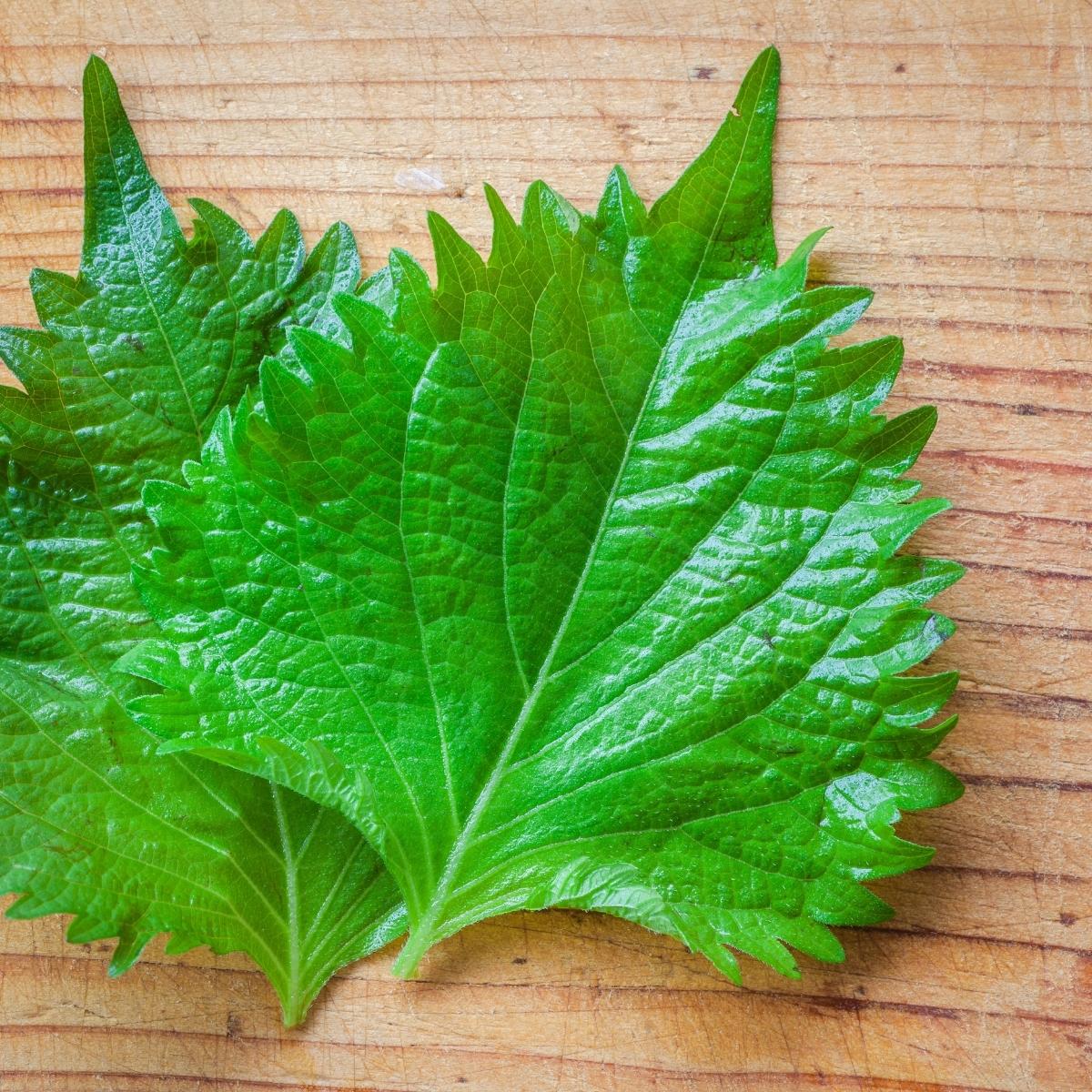 2 green, wide Shiso leaves with serrated edges.