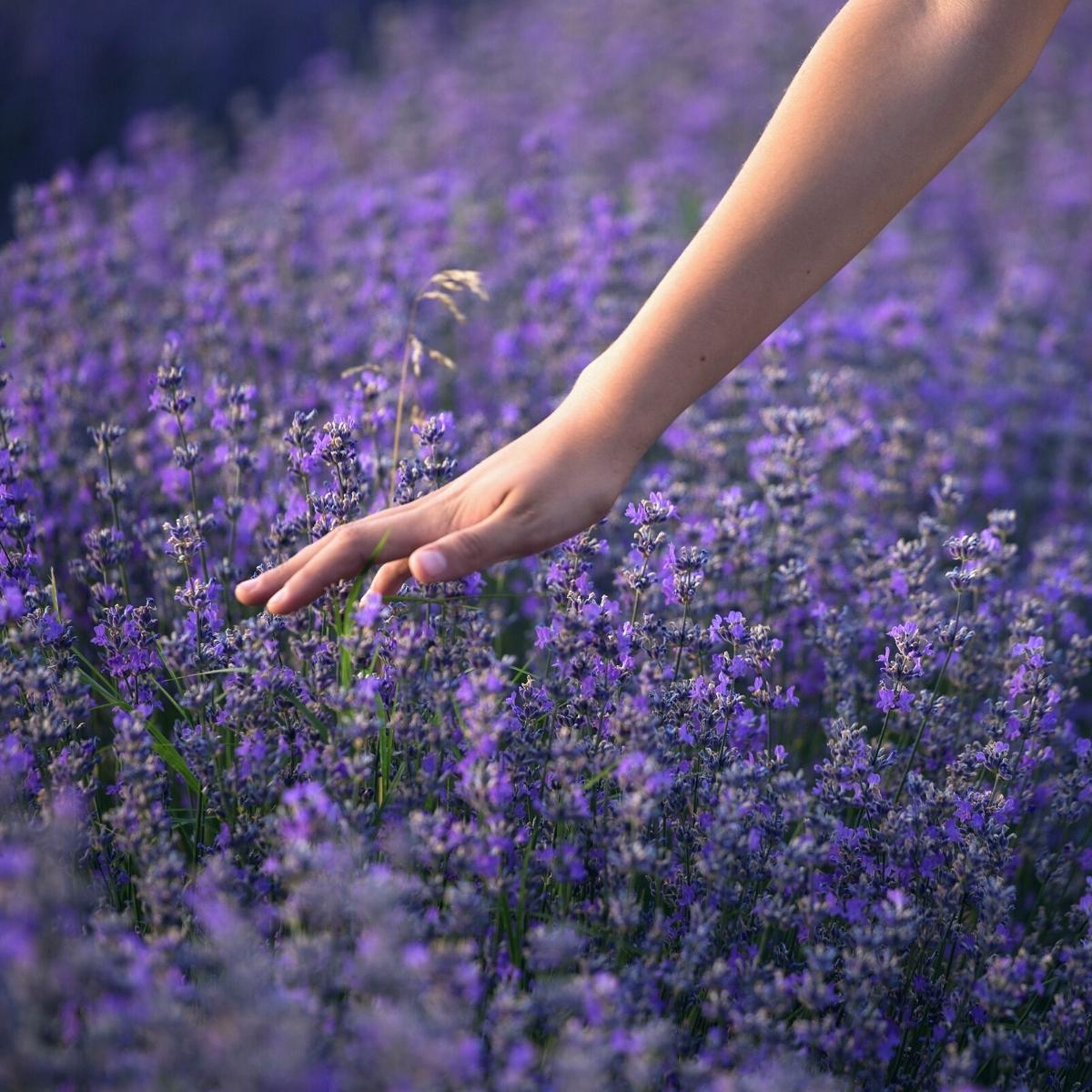 A hand running over a crop of lavender flowers in a field of purple.