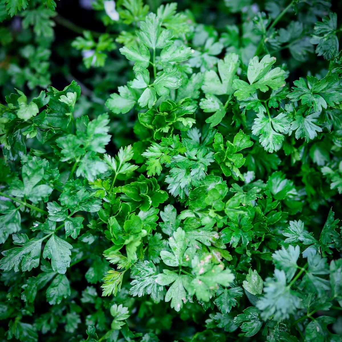 Looking down on deep green parsley from above.
