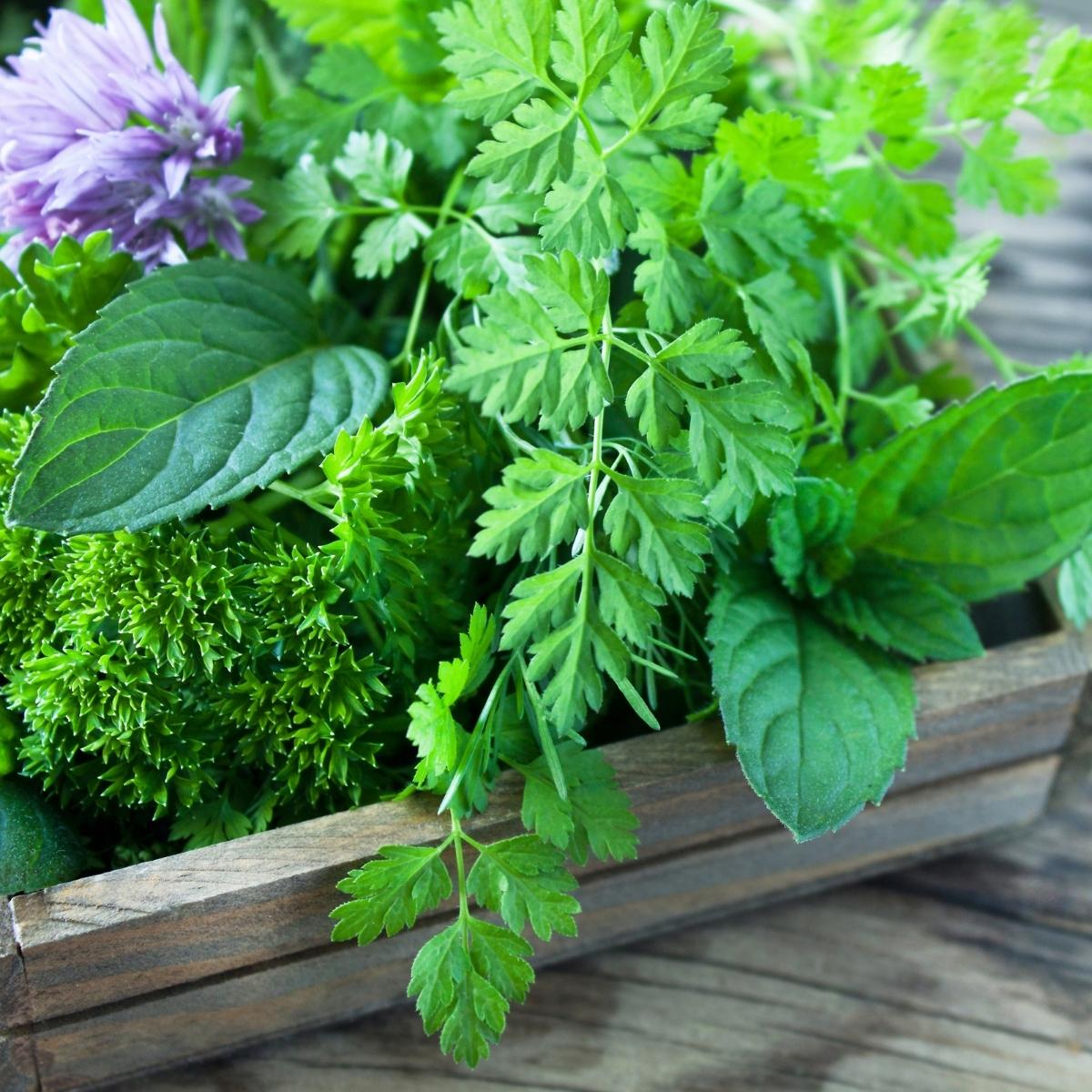 A small wooden crate filled with parsley, mint, and purple chive flowers.