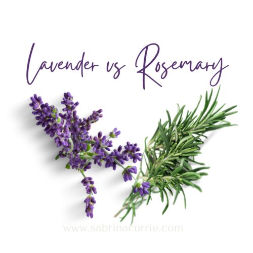 A sprig each of lavender and rosemary on a white background with the title 'lavender vs rosemary'.