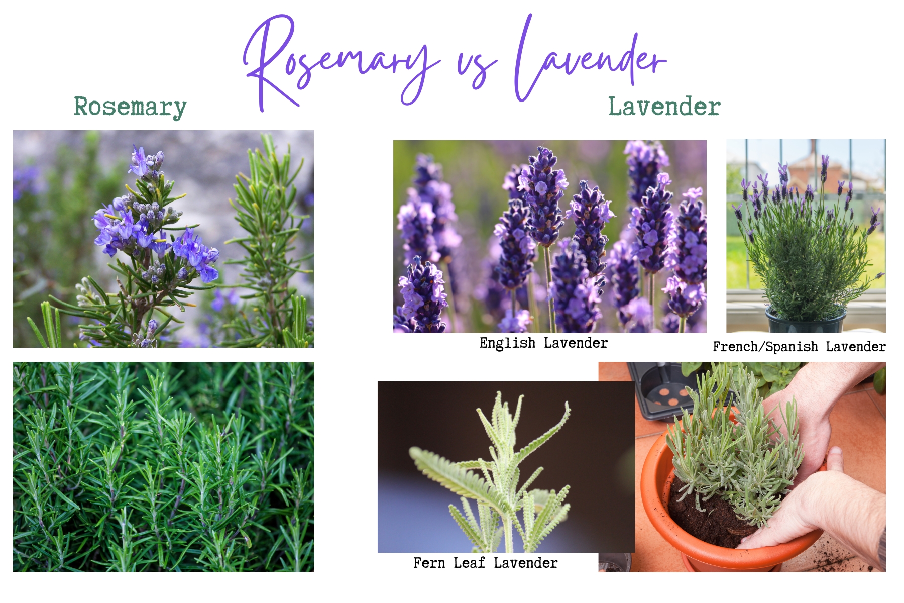 Photos of rosemary foliage and in bloom on the left and photos of lavender in bloom and it's foliage on the right. 