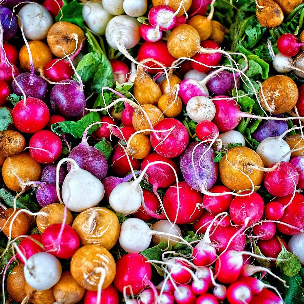 A bunch of multi colored radishes and turnips in a pile.