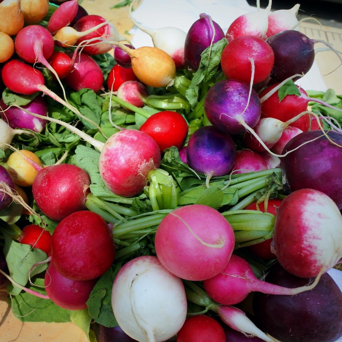 A bundle of fresh radishes and turnips in a rainbow of colors including red, pink, purple, white and yellow with deep green leaves attached.