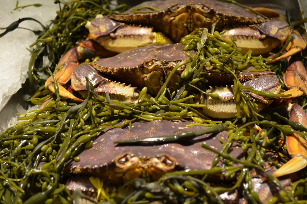 Live, brownish-purple Dungeness crabs in a bed of seaweed out of the water.