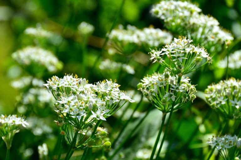 The Difference Between Garlic Chives vs Onion Chives West Coast