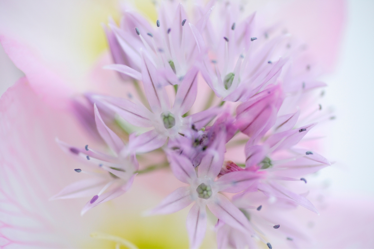 Pale purple and white flower with star shaped petals grouped in a cluster.
