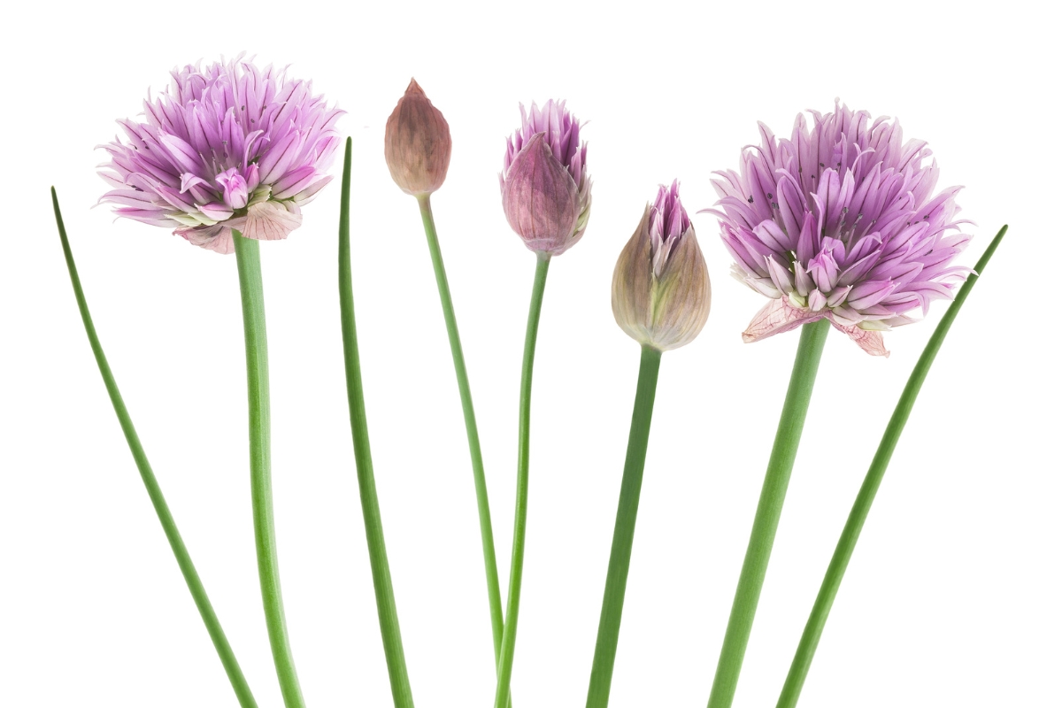 Tall sparse stems of green topped with purple flowers on a white background.