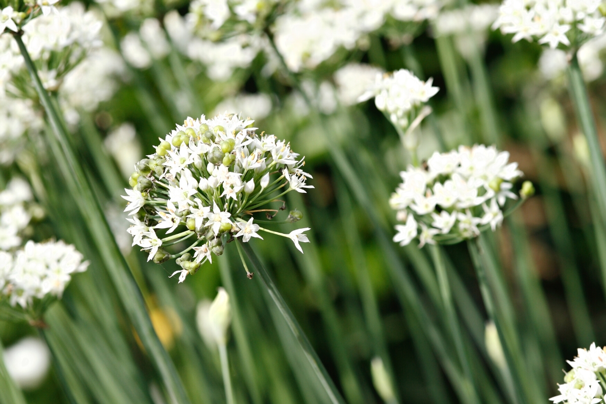 The Difference Between Garlic Chives vs Onion Chives West Coast