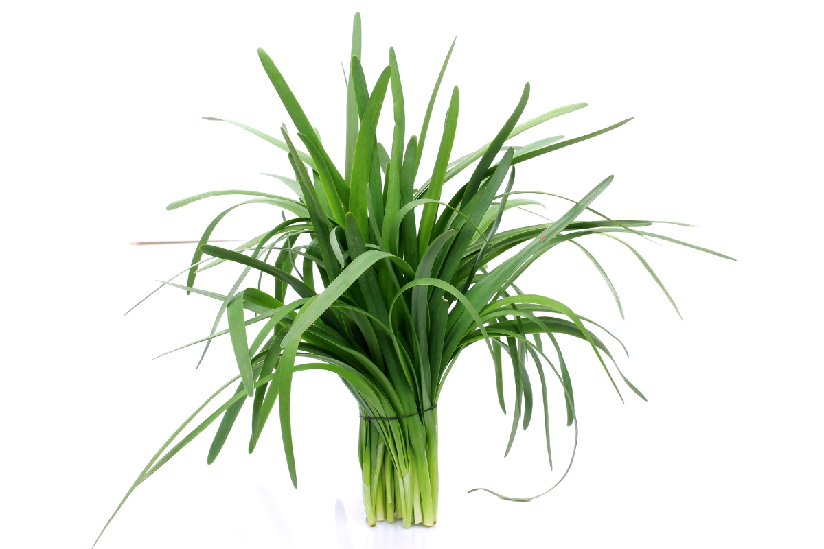 Flat leafed bunch of garlic chives standing upright on a white background.
