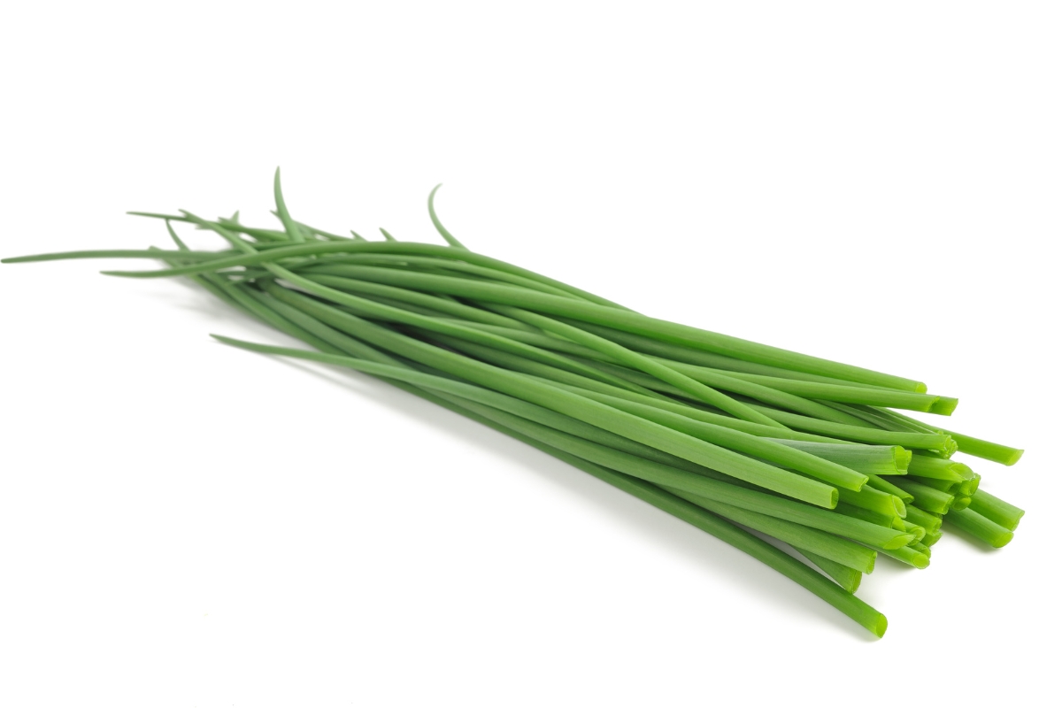 A cut bunch of green, round stemmed onion chives.